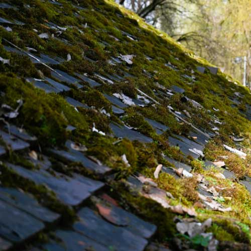 Moss Clearing Service Available