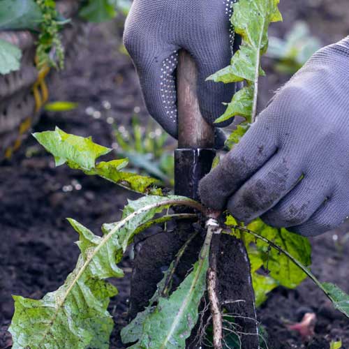 Weeding and Weed Removal Service Available